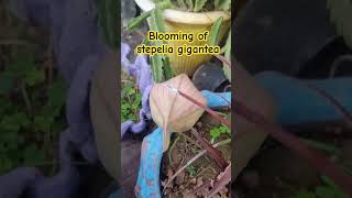 Blooming of Stapeliagigantea or Zulu Giant plant in merabagh [upl. by Sicular793]