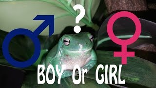 How To Determine the Gender of a Whites Tree Frog [upl. by Quiteri]