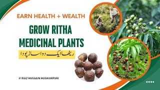 RithaSoap Plant Earn Health and Wealth Medicinal Plant How to use for different diseases [upl. by Ishmael444]