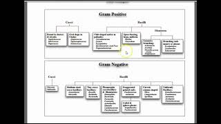 ID Flowcharts of Bergey’s Manual of Determinative Bacteriology [upl. by Ahgem]