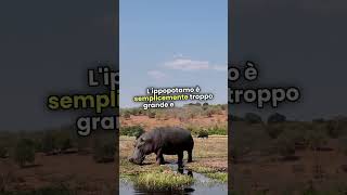 Giaguari vs Ippopotami viral shorts video tiktok animali [upl. by Eniarrol]