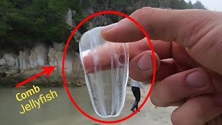 Ctenophora  Comb Jelly Bioluminescent Comb Jellyfish  Full HD 1080p [upl. by Aeel]