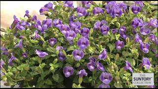 Summer Wave Torenia Offers Outstanding Garden Performance [upl. by Kim406]