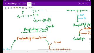 SYNTHESIS OF PHOSPHOLIPIDS [upl. by Ennovart]