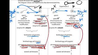 Question b  How Histone modification can be passed onto embryos [upl. by Levins]