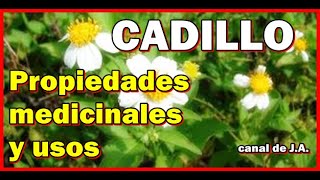 CADILLO – Propiedades medicinales y usos [upl. by Creedon26]