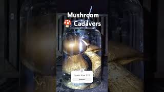 Mushroom 🍄 Cadavers mothernature forage guess relaxing mushrooms funghi [upl. by Zanlog]