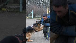 💪Powerful German Shepherd attacks an intruder GUARDODESSA Service dog training Odessa Ukraine [upl. by Ahtnams868]