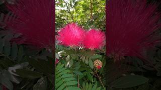 Calliandra haematocephala Flowers tree plants youtube [upl. by Koral420]