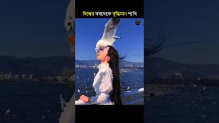 Worlds Most Clever Bird  shorts viralvideo tranding [upl. by Dyoll]