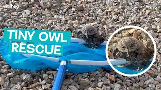 Tiny OWL rescued from Pool  ViralHog [upl. by Leatrice]