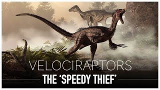 The Great Velociraptor The Turkey Sized Speedy Thief  Dinosaur Documentary [upl. by Niletac]