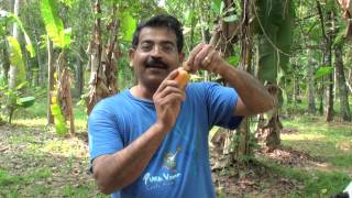 How toEat Cherimoya [upl. by Triley]