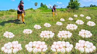 Amazing a Beautiful farmers daughter finds many duck eggs in a meadow by the roadside [upl. by Stent]