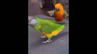 Bird lover shorts viral [upl. by Takken]