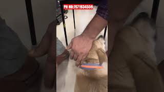 How to Dewax Your Dogs Ears Safely Easy StepbyStep Guide  DIY Dog Ear Cleaning Dewaxing Tutorial [upl. by Sillaw]