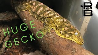 GIANT Geckos with Leapin Leachies [upl. by Ecitnerp]