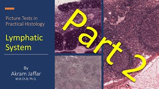 Picture tests in practical histology of lymphatic tissue part 2 [upl. by Anirrak770]