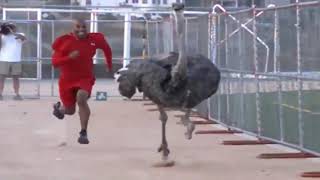 Usain Bolt vs a Wild Ostrich  Bolts Hardest Challenge [upl. by Harriott]