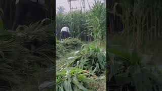 SILAGE MAKING PROCESS ANIMALS FEED silage farmer farming farm kannada karnataka trending [upl. by Teador]