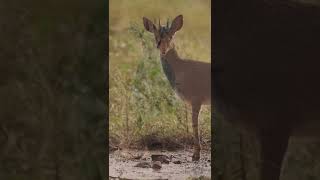 Animal wildlife  dik dik gazelle [upl. by Notgnillew]