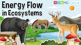 Energy Flow in Ecosystems – [upl. by Yesteb995]