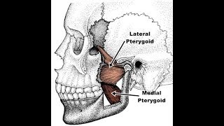 Exercises for the medial and lateral pterygoid [upl. by Osrick562]