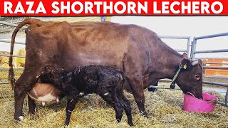 š”´ Raza De Ganado SHORTHORN Lechero Ventajas y Desventajas ā… Vacas Lecheras SHORTHORN [upl. by Arul858]