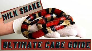 Milk Snake Ultimate How To Care Guide 2020 [upl. by Bowie]