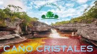 Dive into the Rainbow River Caño Cristales  Most spectacular river  Nature Connection [upl. by Annabel]