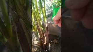 Home Gardening Quick Tip23  Save areca palm from fungus  एरिका पाम में फंगस लगने का कारण और बचाव [upl. by Nnylyam944]