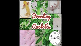 Breeding Axolotls [upl. by Ettevy]