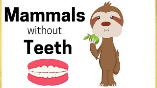 Mammals without Teeth [upl. by Ennaesor77]