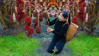 Single Girl Harvest Salacca amp Goes To Market Sell  Harvesting And Cooking  Lý Song Ca [upl. by Nuy793]