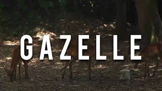 Gazelle amp Gazelle sounds amp What sounds does a gazelle make [upl. by Milano]