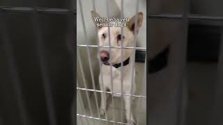 69 dogs slated for euthanasia in Kern County CA [upl. by Hnah]