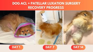 Dog ACL amp Patellar Luxation Surgery 2Week Recovery Progress amp How to Prepare Your Dog For Surgery [upl. by Richia772]