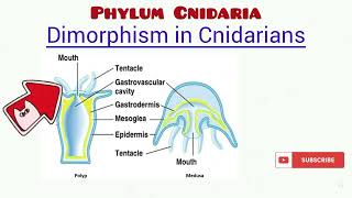 Phylum Cnidaria updated [upl. by Egwan982]