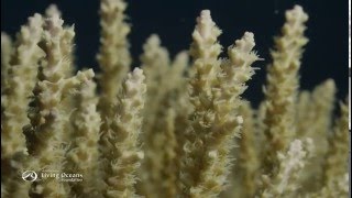 How Corals Eat Coral Polyps Feeding [upl. by Crescen]