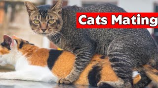 Cats Mating  How Cats Mate [upl. by Atreb352]