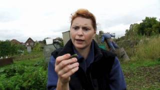 Picking my Borlotti Beans  Claires Allotment part 149 [upl. by Seamus12]