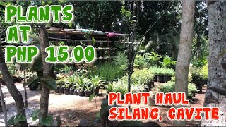 Plants on Sale at Php1500 only  Pinakamadaling Puntahan sa Silang Cavite [upl. by Zilber]