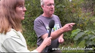 EcoBeneficial Interview Doug Tallamy in His Garden on Pawpaw Asimina triloba [upl. by Gleeson]