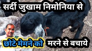 Bakri Ke Bacche Ko Sardi Lag Gyi Vimal Umrao [upl. by Ytisahc]