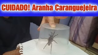 Peguei uma Aranha Caranguejeira  COMO PEGAR UMA ARANHA COM SEGURANÇA [upl. by Letnom]