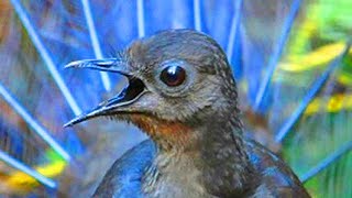 AMAZING VOICE THAT COMES FROM A BIRD  SUPERB LYREBIRD LITERALLY SINGING [upl. by Ryon738]