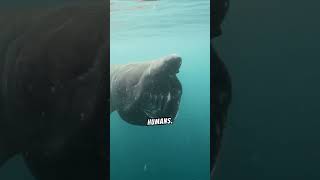 Amazing Facts About The Basking Shark [upl. by Nallek]