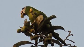 Redshouldered Macaw [upl. by Bonnibelle]