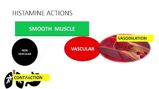 Histamines amp Antihistamines Part  1 histamine receptors  mnemonics tamilecpharmacology [upl. by Kho]