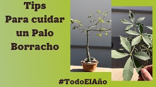 Tips para cuidar correctamente un Palo Borracho Ceiba [upl. by Izaak710]